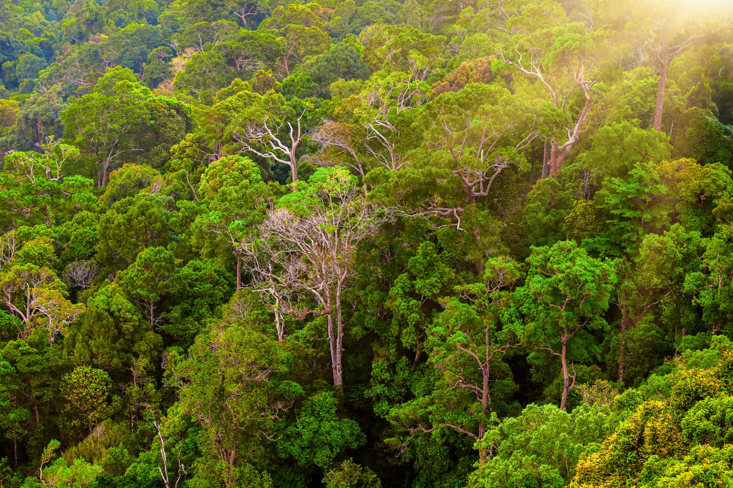 Equatorial Climate