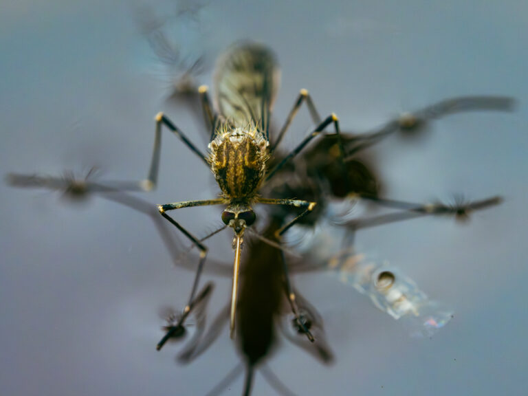 Iceland’s First Mosquitoes: Will They Survive?
